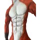Anime Fox Pattern Muscle Petsuit