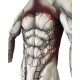 Tier-Muskel-Zentai Ganzkörperanzug